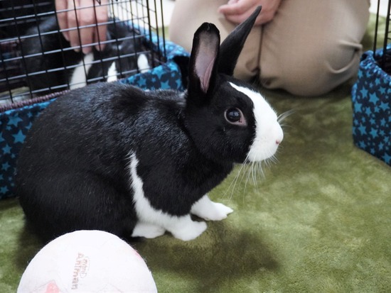 220917梅DSC00587 (2)