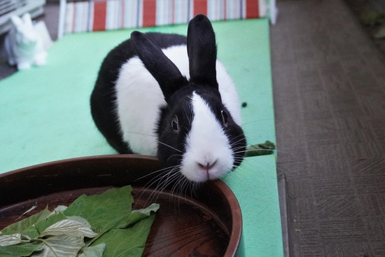 20230503げんDSC08741