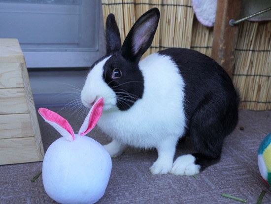 220103クッキーDSC01603 (2)