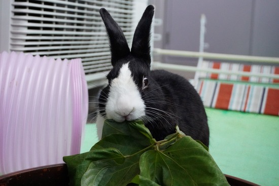 20230503こんDSC07739