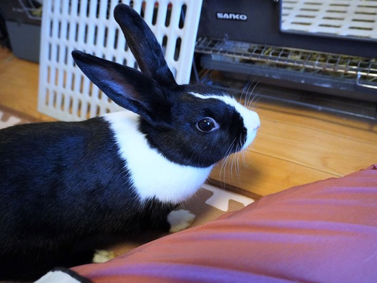 220904もなかDSC09474 (2)