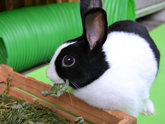 210905 こまDSC_2300 (2)