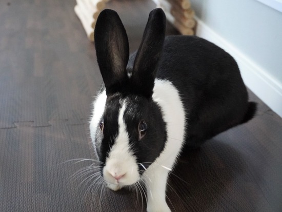 230108もなかDSC04695 (2)