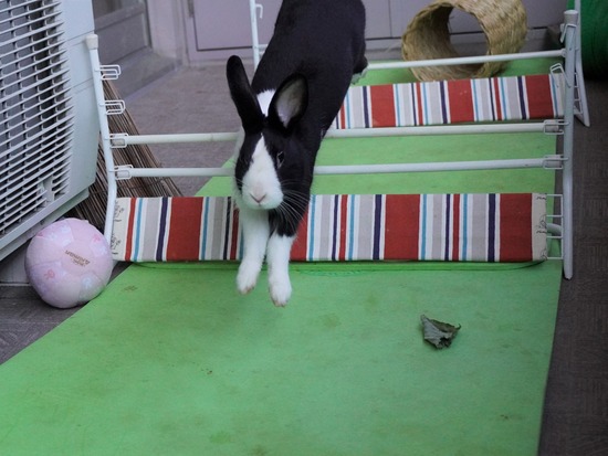 220212ビスケDSC05910 (2)