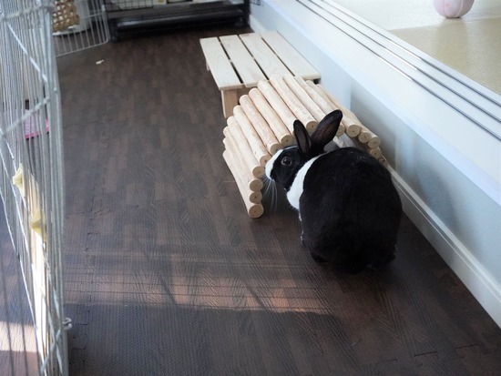 230108もなかDSC04680 (2)