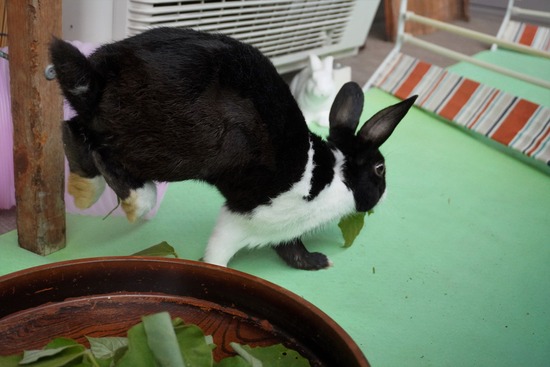 20230429こんDSC06427