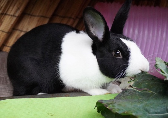 220213ビスケDSC06513 (2)