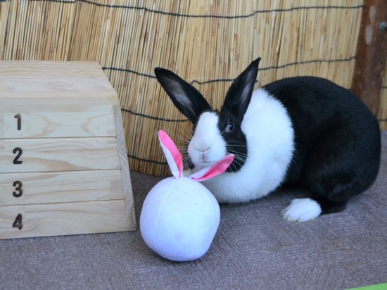 210920 koma DSC_2453 (2)