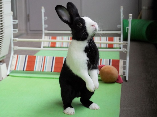 220417ビスケDSC01395 (2)