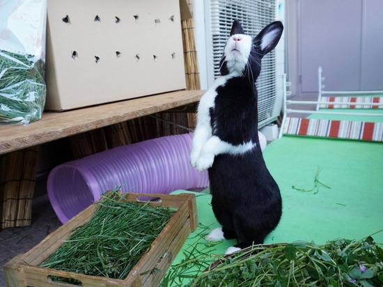 220505ビスケDSC03837 (2)