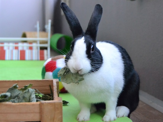 210920 koma DSC_2403 (2)