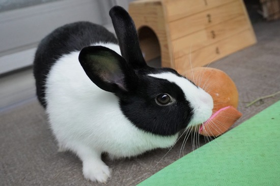 20230429あいDSC06660