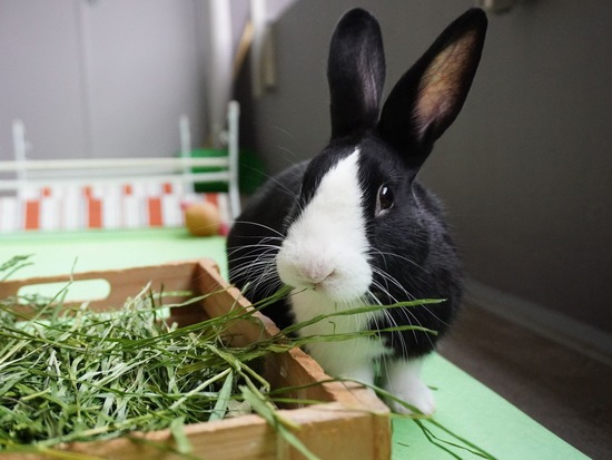 220417ビスケDSC01370 (2)