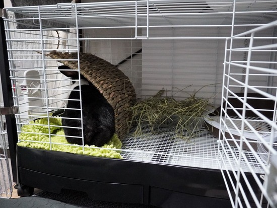 221123わらびDSC03847 (2)