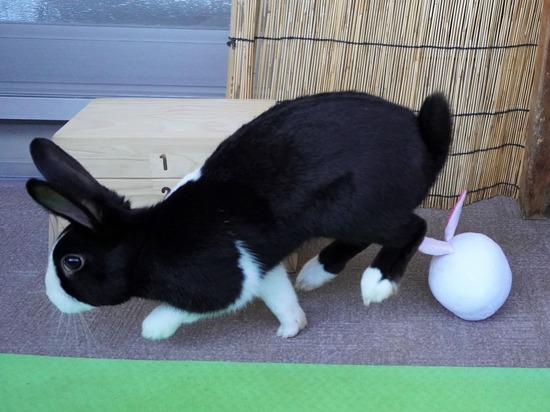 220110ビスケDSC03096 (2)