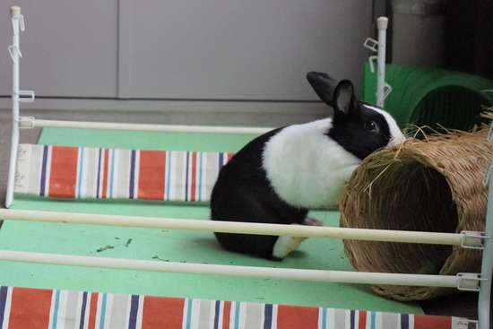 20230429げんDSC06890