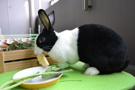 211205 komaDSC_1802 (2)