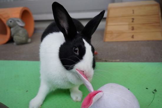 20230429あいDSC06661