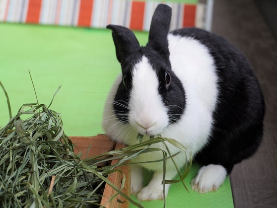 220129komaDSC03881 (2)