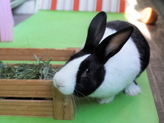 220110クッキーDSC02907 (2)