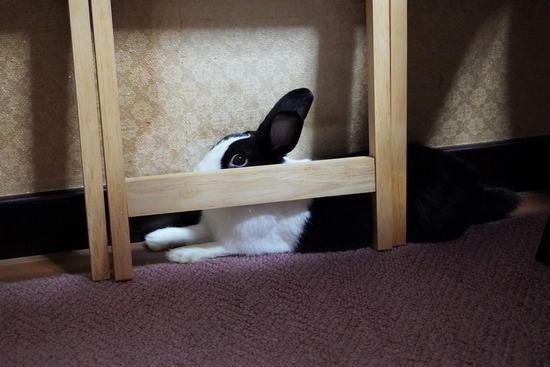 20230729げんDSC01721