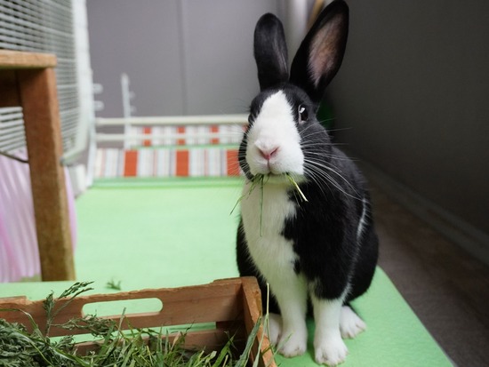 220,417ビスケDSC01348 (2)