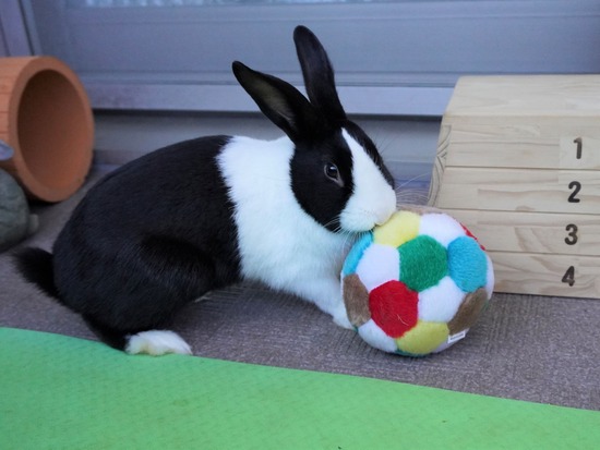 220110クッキーDSC02845 (2)