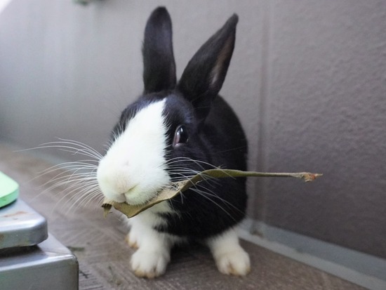 220129ビスケDSC04576 (2)