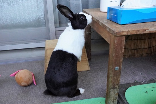 20230429くりDSC06167