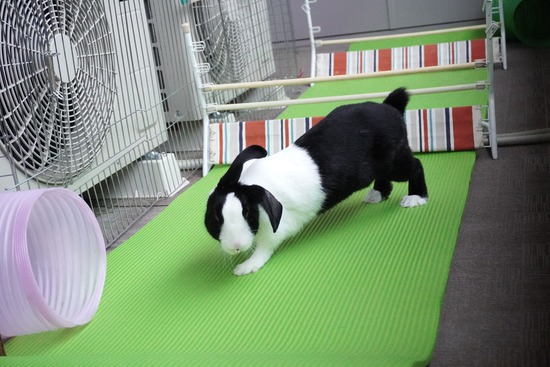 20231008るりDSC03972