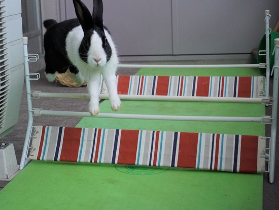 220129komaDSC03945 (2)