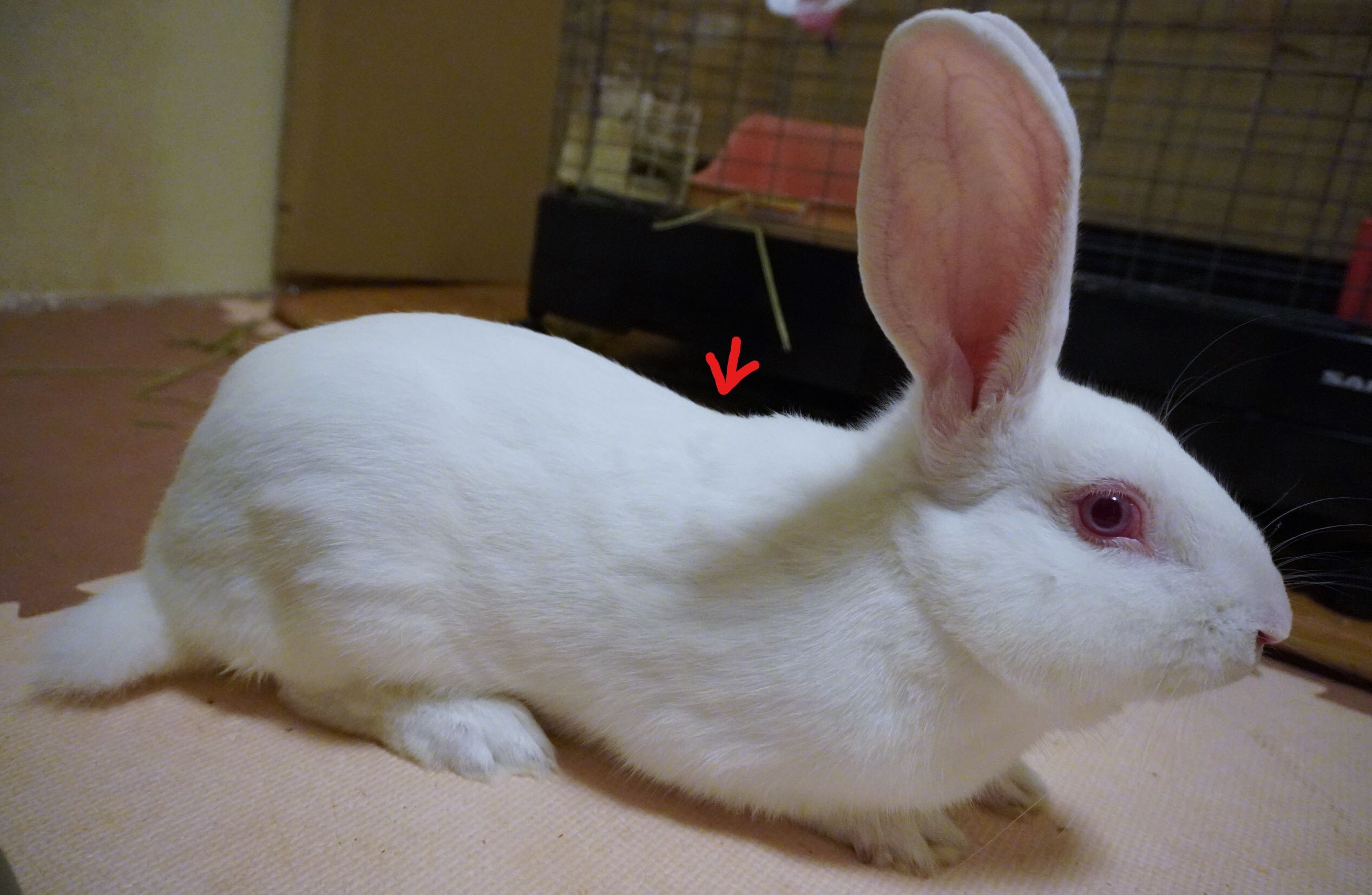 ぴょんた君 健診 : 兎鳥庵（うさぎさんの里親募集）