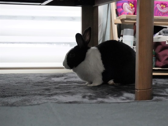 221123わらびDSC03830 (2)