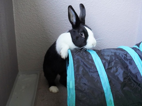 220129ビスケDSC04442 (2)