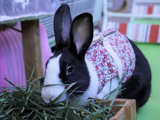 220101komaDSC00444 (2)