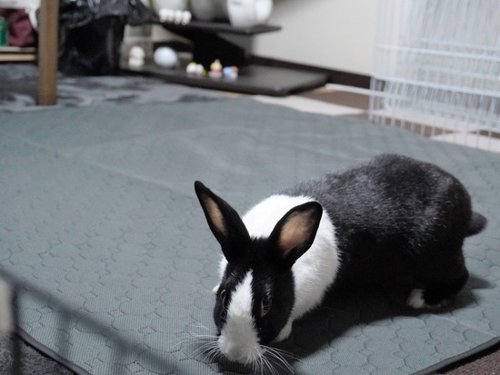 221123わらびDSC03827 (2)