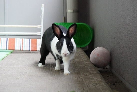 20230611みるDSC00654