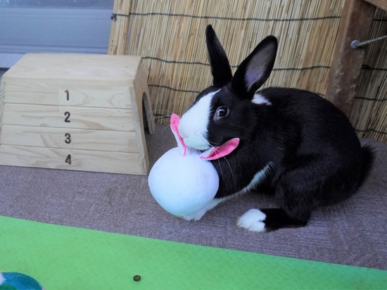 220110ビスケDSC03088 (2)