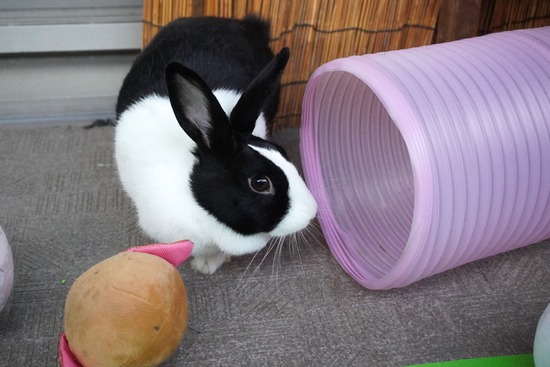 20231001あいDSC03399