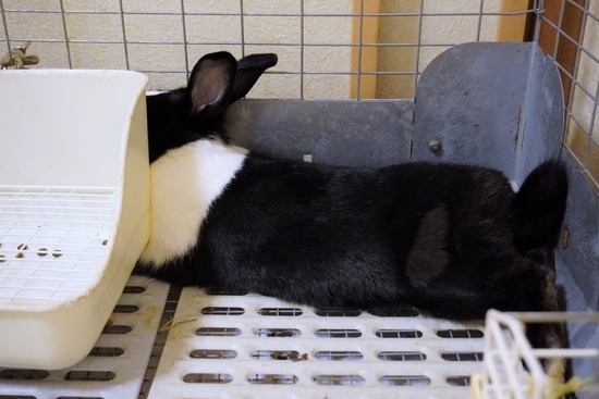 220827わらびDSC09220 (2)