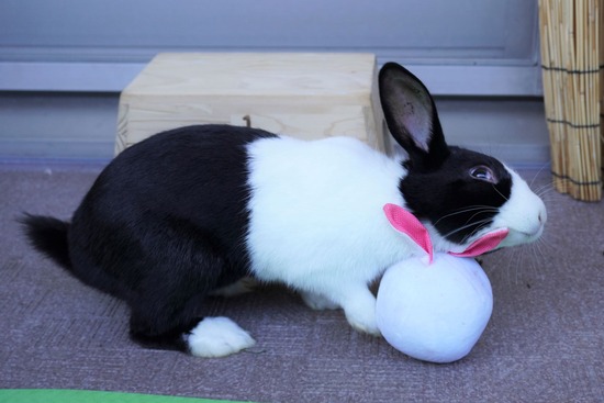 220103クッキーDSC01600 (2)