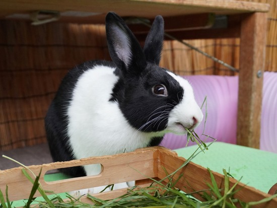 220605ビスケDSC06879 (2)