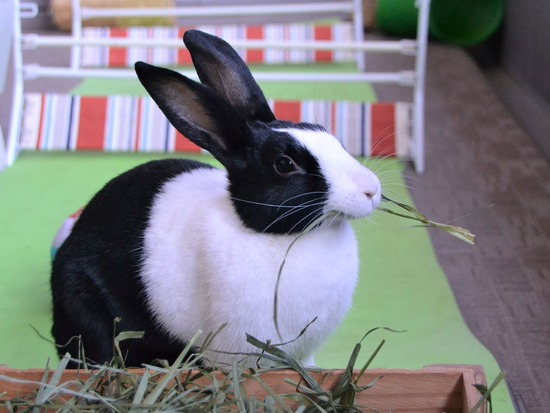 211212 koma DSC_1272 (2)