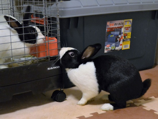 210723 ビーツDSC_0222 (2)