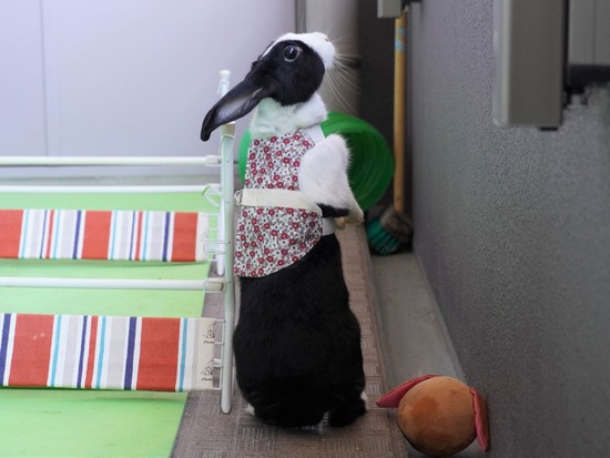 220101komaDSC00447 (2)