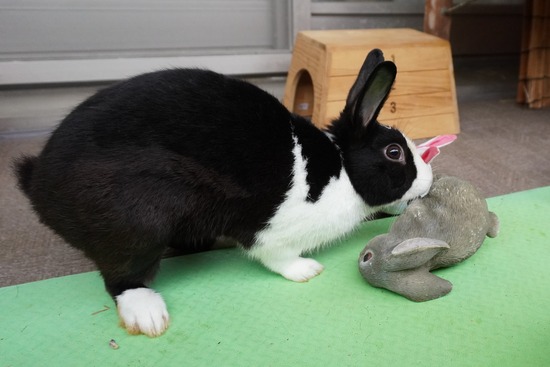 20230429こんDSC06447