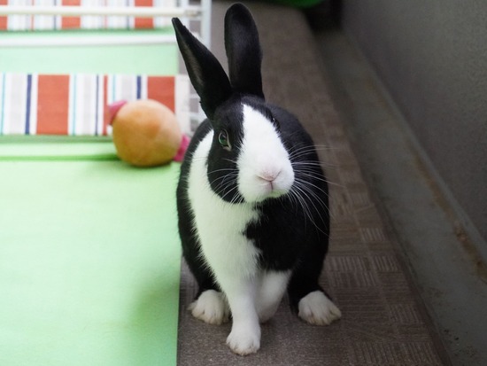 220417ビスケDSC01471 (2)