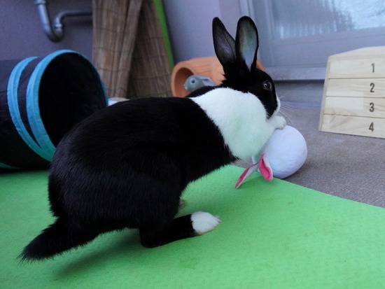 220212ビスケDSC05572 (2)