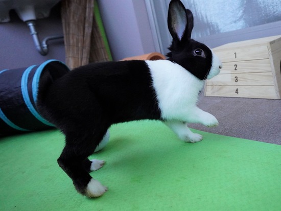 220212ビスケDSC05574 (2)