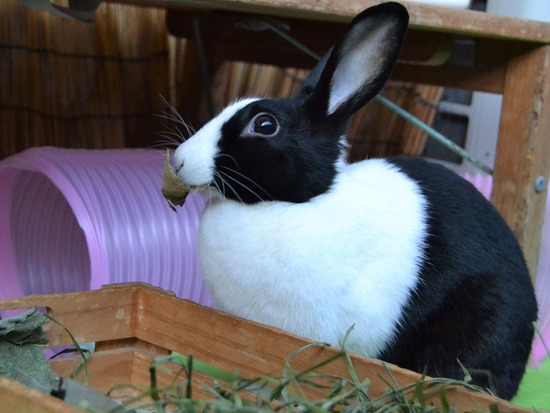 211123 komaDSC_1404 (2)